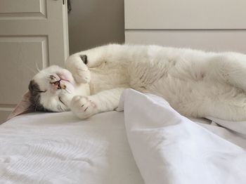 Cat lying on bed at home