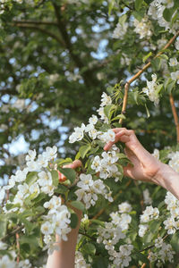 Cropped hand holding flowers