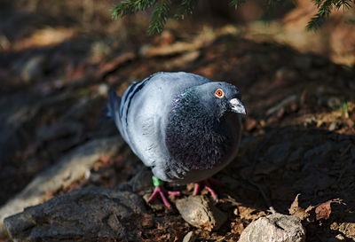 Close-up of bird perching on rock