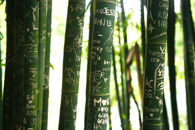 Close-up of text on bamboo at home