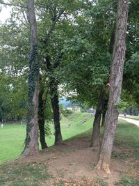 Trees in park