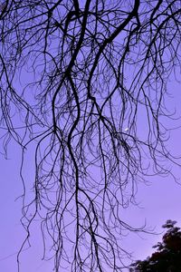 Low angle view of silhouette bare tree against sky