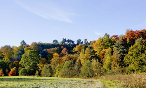 Trees against clear sky