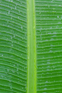 Full frame shot of wet green leaves