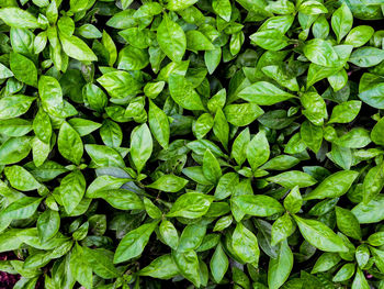 Full frame shot of green leaves