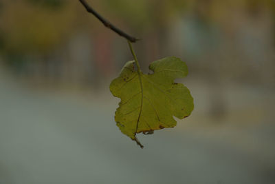 Close-up of leaf on plant