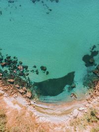 High angle view of turtle in sea