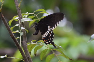 Close-up of butterfly on leaf
