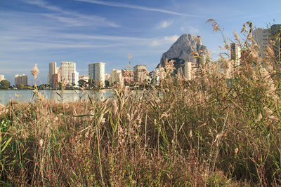 Plants growing in city against sky