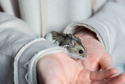 Girl is holding hamster in her hands. child's hands with a hamster close up