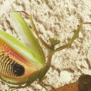 Close-up of insect on sand