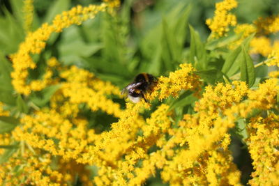 Close-up of bee on yellow flowers