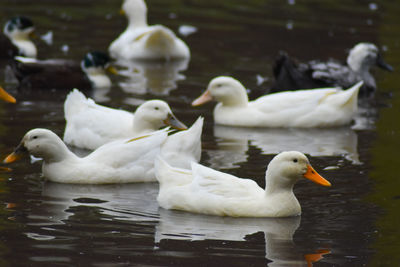 Ducks swimming in lake