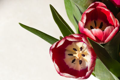 Close-up of tulips blooming against white background