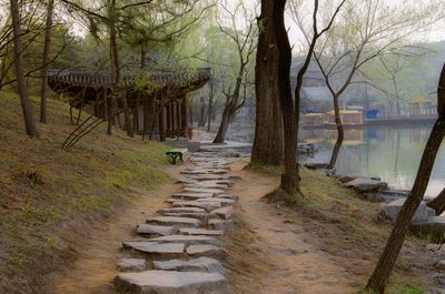 Footpath amidst trees