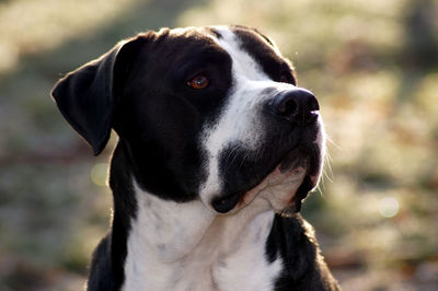 Close-up of dog looking away