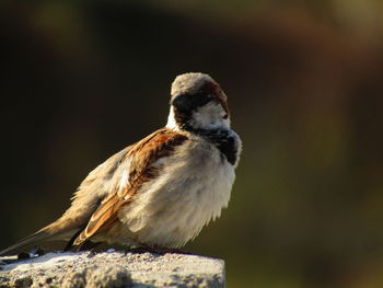 Close-up of sparrow bird on rock