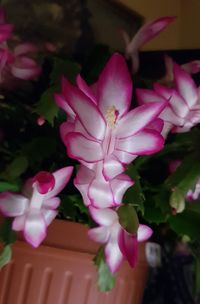 Close-up of pink flowers blooming indoors