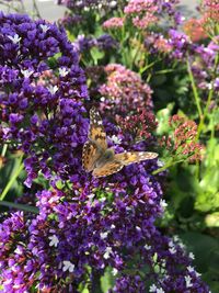 Close-up of butterfly on purple flowering plant