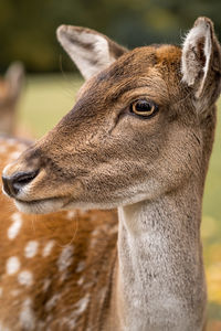 Close-up of deer