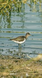 Side view of a bird in water