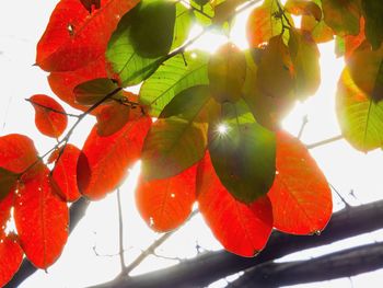 Close-up of fruits on tree