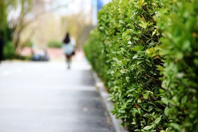 Rear view of woman walking on footpath by plants