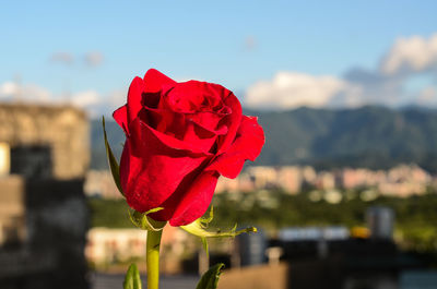 Close-up of red rose blooming against sky