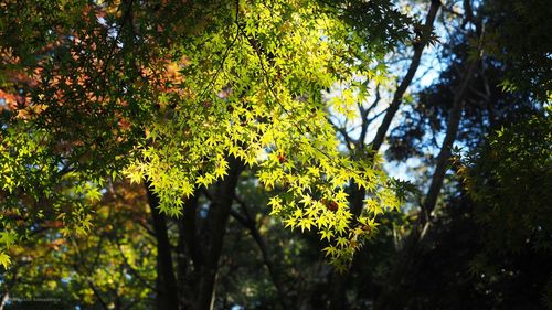 Low angle view of trees in forest