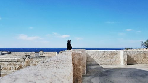 Black cat against blue sky