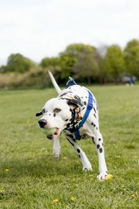 Close-up of dog on field against sky