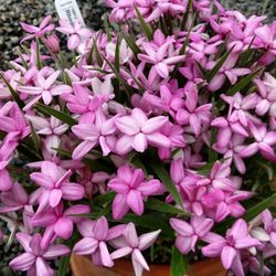 Close-up of pink flower