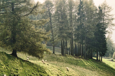 Pine trees in forest