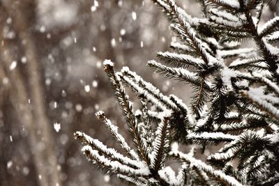 Close-up of pine tree during winter