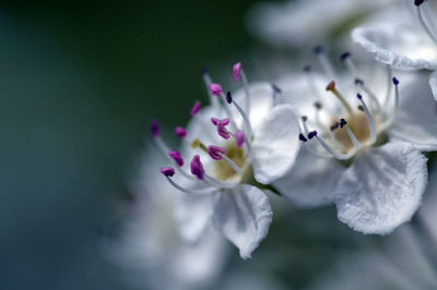 Close-up of white flowers blooming outdoors