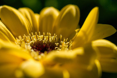 Close-up of yellow flowering plant