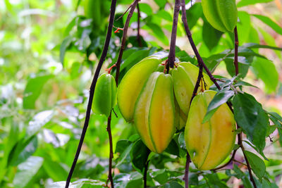 Star fruit and star apple on the tree in the garden.