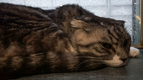 Close-up of cat sleeping