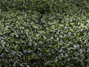 Close-up of cress shoots