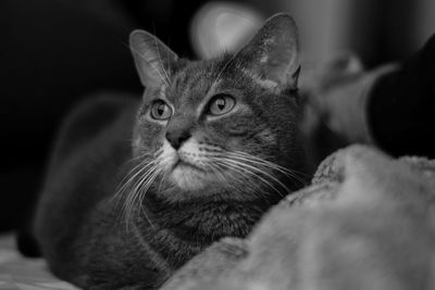 Close-up portrait of a cat looking away