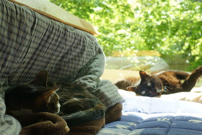 A black cat that can't help but want to play with a tabby cat