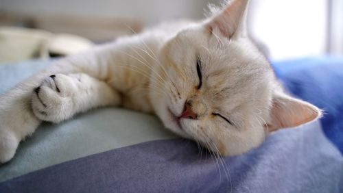 Close-up of sleeping cat