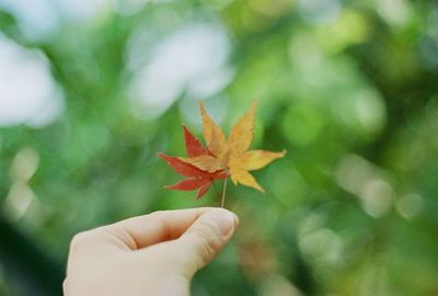 Close-up of hand holding dry leaves