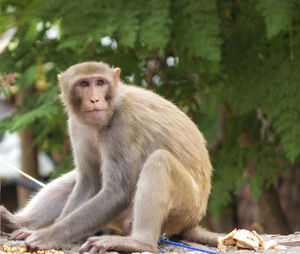 Portrait of monkey sitting on tree