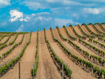 Panoramic view of vineyard against sky