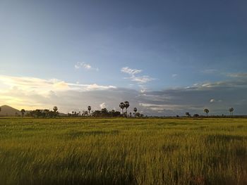 Scenic view of agricultural field against sky