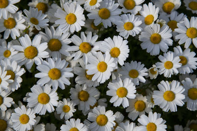 High angle view of daisies