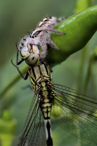 Close-up of insect