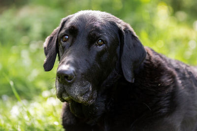 Close-up portrait of old black labrador 