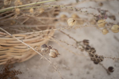 Close-up of dried plant on land